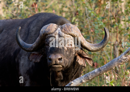Solitaria bufalo africano, noto anche come Cape Buffalo, Syncerus caffer, nel Parco Nazionale di Kruger, Sud Africa Foto Stock