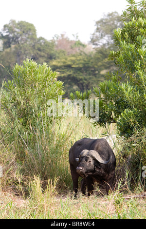Solitaria bufalo africano, noto anche come Cape Buffalo, Syncerus caffer, nel Parco Nazionale di Kruger, Sud Africa Foto Stock