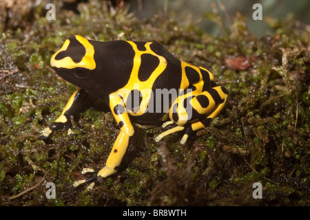 Giallo-nastrare veleno (Rana Dendrobates leucomelas) Foto Stock