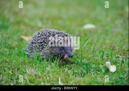 Western European riccio (Erinaceus europaeus) in cerca di cibo sull'erba in un giardino della città - Bruxelles - Belgio Foto Stock