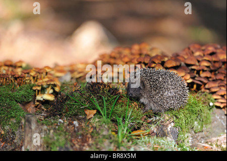 Western European riccio (Erinaceus europaeus) giovani in cerca di cibo su un vecchio ceppo coperto da funghi in autunno Foto Stock