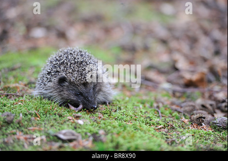 Western European riccio (Erinaceus europaeus) giovani mangiare un lombrico su moss Foto Stock