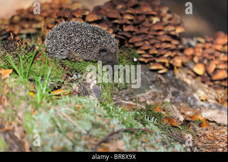 Western European riccio (Erinaceus europaeus) giovani in cerca di cibo su un vecchio ceppo coperto da funghi in autunno Foto Stock