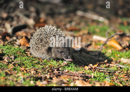 Western European riccio (Erinaceus europaeus) giovani mangiare un lombrico su moss Foto Stock