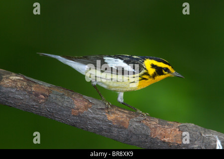 Maschio adulto Blackburnian Trillo appollaiato su un ramo Foto Stock