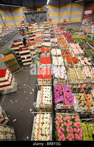 Asta dei fiori di Aalsmeer, Paesi Bassi, Olanda Foto Stock