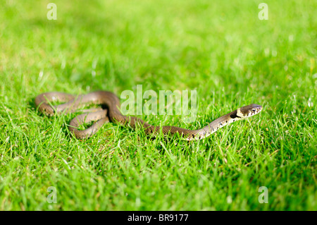 Un piccolo arricciati biscia su un prato con la testa sollevata. Foto Stock