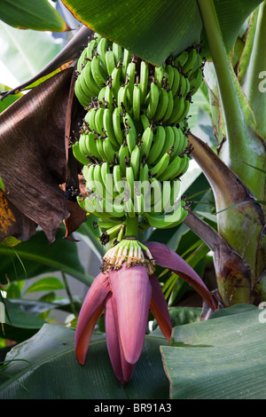 Albero di banane all'Eden Project. Banana blossom o il calore è la viola di strappare-fiore a forma di essere chiamato il nuovo vegan " carne ". Foto Stock