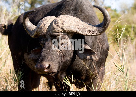 Solitaria bufalo africano, noto anche come Cape Buffalo, Syncerus caffer, nel Parco Nazionale di Kruger, Sud Africa Foto Stock