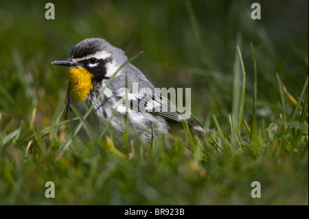 Maschio adulto giallo-throated trillo rovistando in erba corta Foto Stock