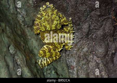 Vietnamita rana di muschio (Theloderma corticale) Foto Stock