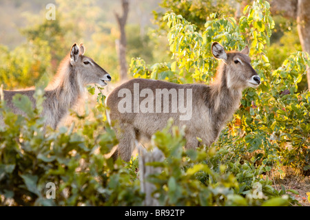 Due femmina Waterbuck antilopi, Kobus ellipsiprymnus, nel Parco Nazionale di Kruger, Sud Africa Foto Stock