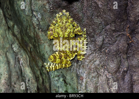 Vietnamita rana di muschio (Theloderma corticale) Foto Stock