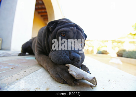 Shar Pei cane con un pezzo di cartone sul ciglio della strada Foto Stock