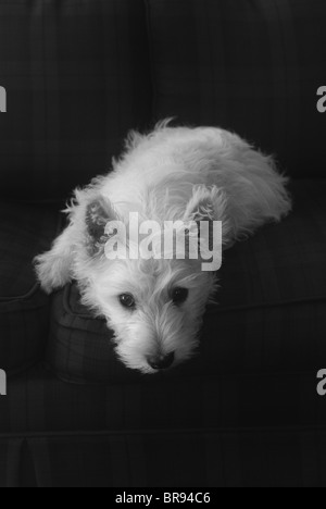 Di piccole dimensioni e di colore bianco West Highland Terrier, (Westie), cucciolo di cane, (Baxter), giacente su di un oscuro sedia tartan, rivolta verso il visualizzatore, in bianco e nero. Foto Stock