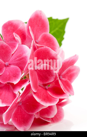 Rosa fiori di ortensie in primo piano su sfondo bianco Foto Stock