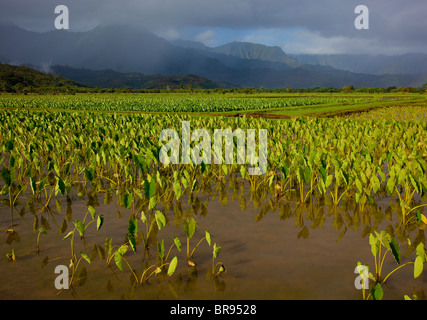 Kauai HI: Valle di Hanalei taro campi in Hanalei National Wildlife Refuge Foto Stock