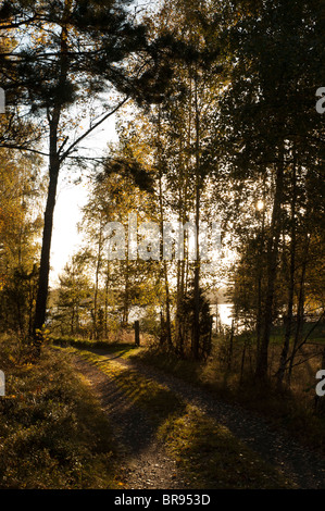 Pineta in autunno la luce del sole in Svezia Foto Stock