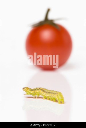 Bruco strisciare verso il pomodoro ciliegino Foto Stock