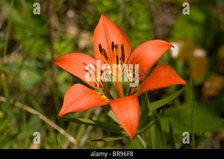 Giglio di legno in fiore in Golden, British Columbia, Canada Foto Stock