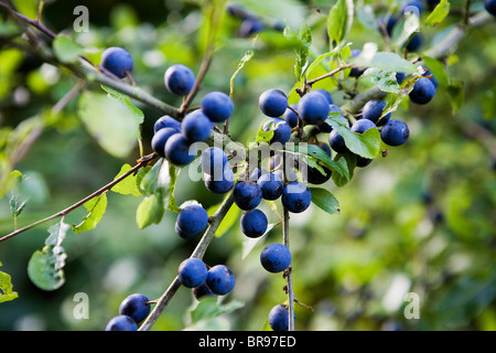 Un ramo contenente sloe frutti Foto Stock