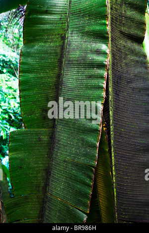 Foglie di banane all'Eden Project Foto Stock