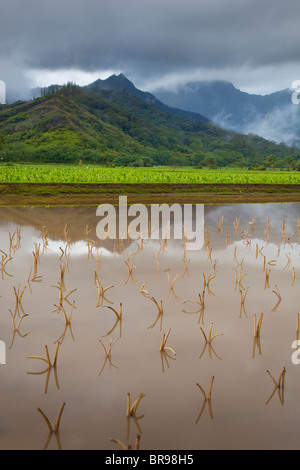 Kauai HI: Valle di Hanalei taro campi in Hanalei National Wildlife Refuge Foto Stock