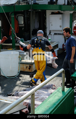 Pesce spada Un-Loading dal Hannah Boden barca da pesca, da Discovery Channel mostra, spade vita sulla linea Foto Stock