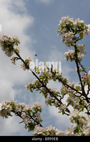 Bumble Bee di atterraggio su Apple Blossom Foto Stock