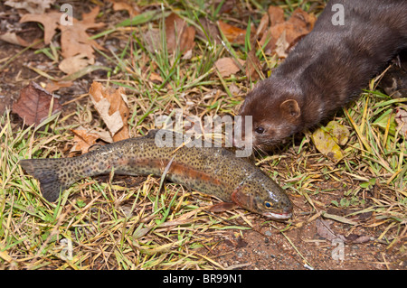 American visone, Mustela (Neovison vison), con una trota arcobaleno, Oncorhynchus mykiss, originaria del Nord America Foto Stock