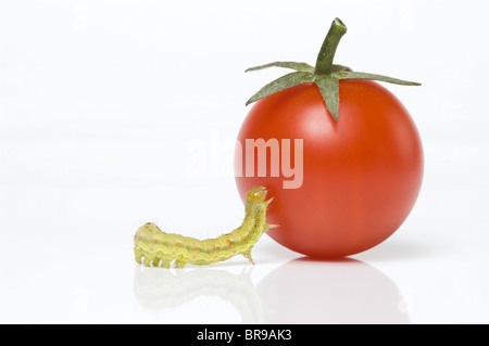 Verde piccolissimo caterpillar di tentare di salire sul pomodoro ciliegino; Cavolo tarma larva (Mamestra brassicae) Foto Stock