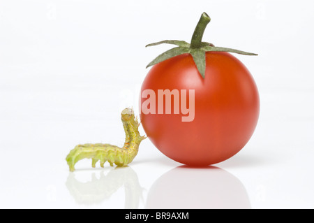 Verde piccolissimo caterpillar di tentare di salire sul pomodoro ciliegino; Cavolo tarma larva (Mamestra brassicae) Foto Stock