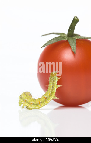 Verde piccolissimo caterpillar di tentare di salire sul pomodoro ciliegino; Cavolo tarma larva (Mamestra brassicae) Foto Stock