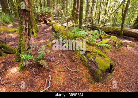 Moss coperti di alberi in una foresta di mirto vicino Ralphs cade, il Monte Victoria riserva forestale, Pyengana, Tasmania Foto Stock