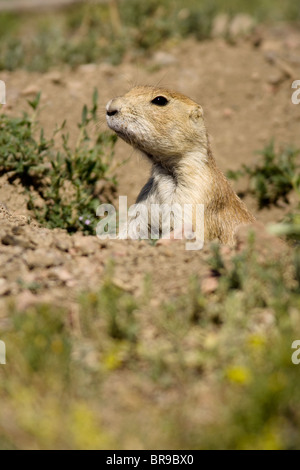 Black-Tailed Prairie Dog - Cheyenne Mountain State Park, Colorado Springs, Colorado, STATI UNITI D'AMERICA Foto Stock