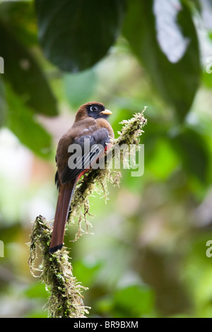 Masked Trogon (Trogon personatus temperatus), femmina. Foto Stock