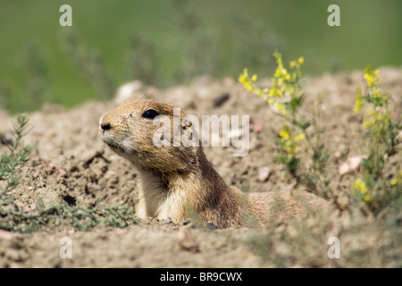 Black-Tailed Prairie Dog - Cheyenne Mountain State Park, Colorado Springs, Colorado, STATI UNITI D'AMERICA Foto Stock