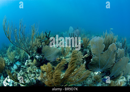 Una sana scogliera corallina caraibica - Jardines de la Rina, Cuba Foto Stock