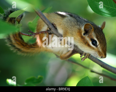 Scoiattolo striado orientale (Tamias striatus) arroccato in una struttura ad albero Foto Stock