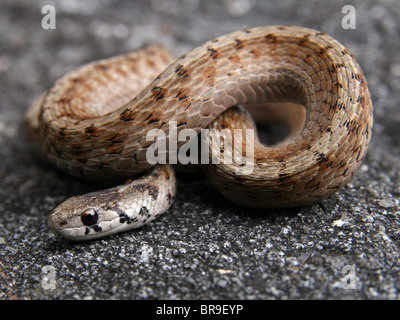 Un Corpo colpo di un marrone del Nord o del DeKay Snake (Storeria dekayi) Foto Stock