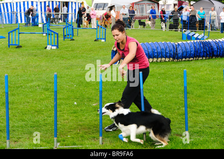 Un cane che corre tra i poli di armatura durante un test di agilità presso il Sandringham gioco e Country Fair. Foto Stock