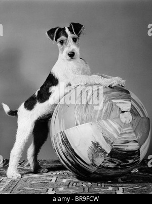 1940s terrier giocoso pongono zampe anteriori fino SULLA SFERA DI GRANDI DIMENSIONI PRONTO PER LA RIPRODUZIONE Foto Stock