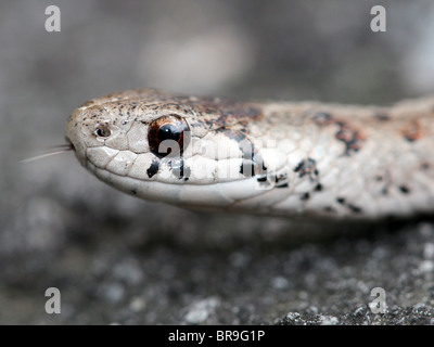 Un Close-up di un marrone del Nord o del DeKay Snake (Storeria dekayi) Foto Stock