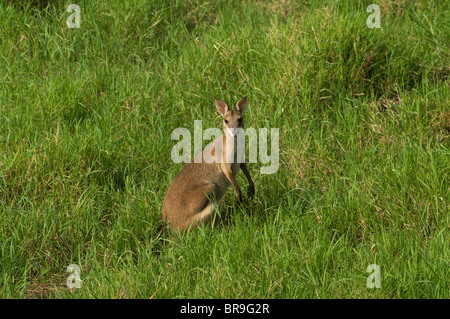 Un agile Wallaby (Macropus agilis) in piedi in erba alta a Fogg Dam Conservation Reserve, Territorio del Nord, l'Australia. Foto Stock