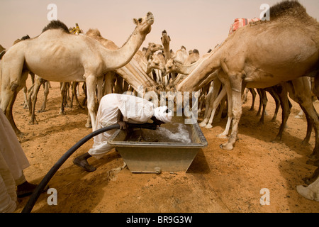 Cammelli a bere un trogolo di acqua ad Abu Gadam nel deserto del Sahara in Sudan. Pensare a 25 galloni di acqua in 10 minuti. Foto Stock