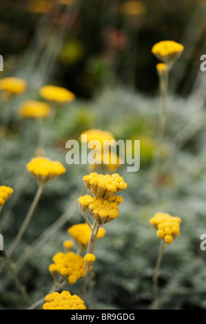 Achillea incoronazione oro, Achillea Foto Stock