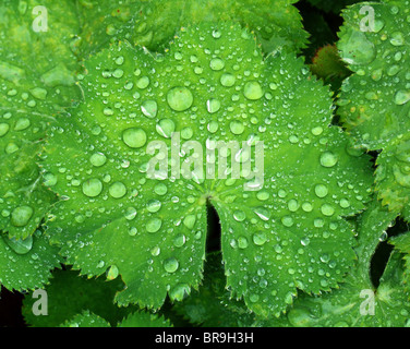 Gocce di pioggia sul verde e fresco della signora foglia mantello Alchemilla vulgaris Foto Stock