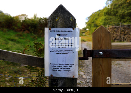Pecora che pascola avviso su un cancello a Loughrigg cadde vicino al Distretto del Lago Borgo di Ambleside Cumbria Regno Unito Foto Stock