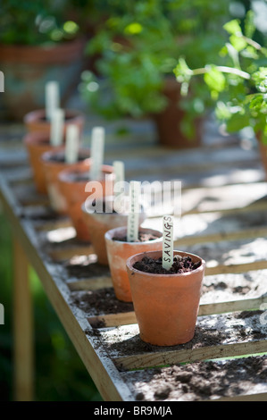 Vasi di terracotta con etichette sul banco di lavoro in Potting Shed Foto Stock