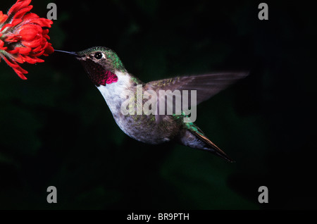 Ampia coda HUMMINGBIRD a fiore rosso Foto Stock